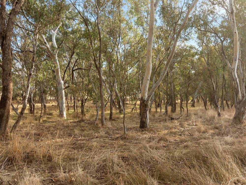 Lot 1 Bassett Lane, SEYMOUR, VIC 3660