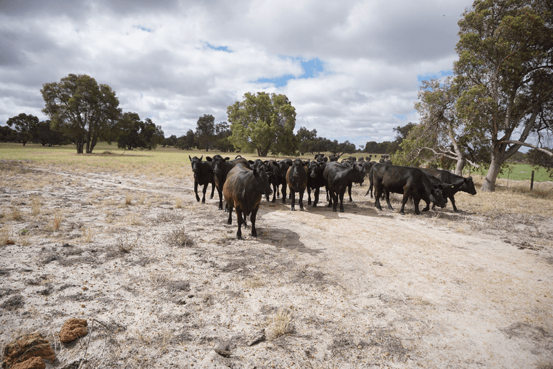 372 Fynes Road, RED GULLY, WA 6503