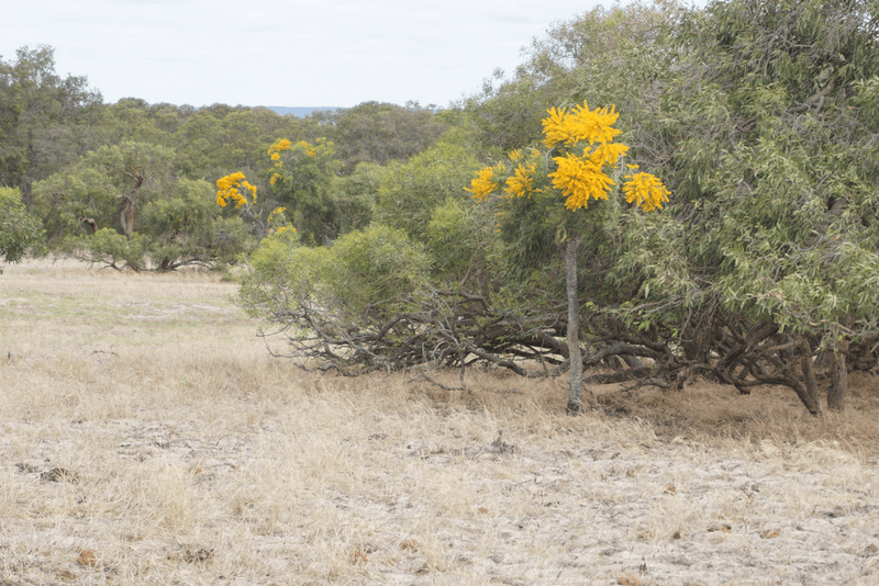 372 Fynes Road, RED GULLY, WA 6503