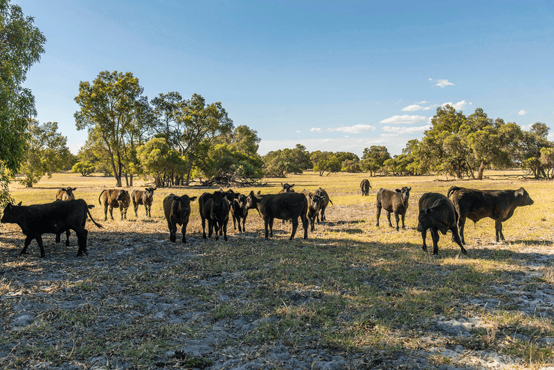 372 Fynes Road, RED GULLY, WA 6503