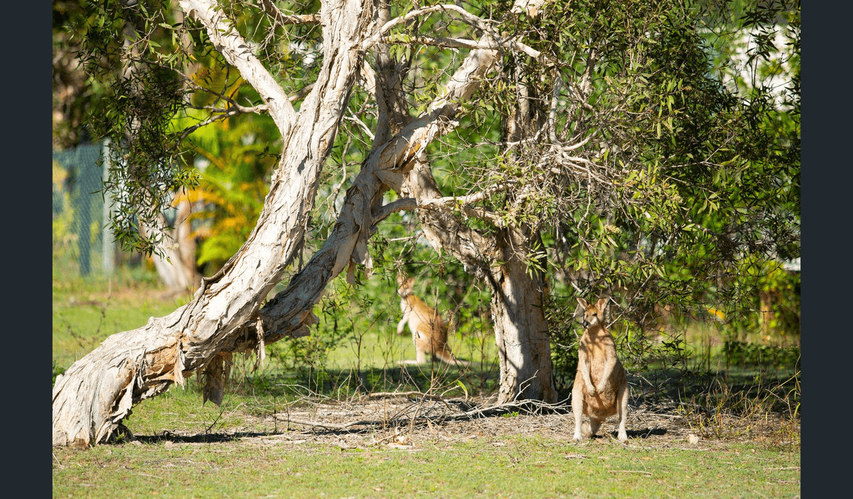 9 Wallaby Way, South Stradbroke, QLD 4216