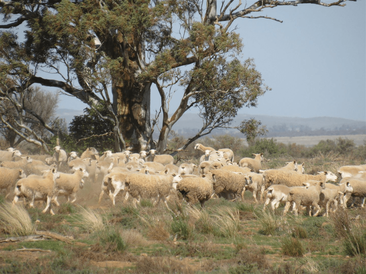 2261 Johnburgh Road, Orroroo, SA 5431