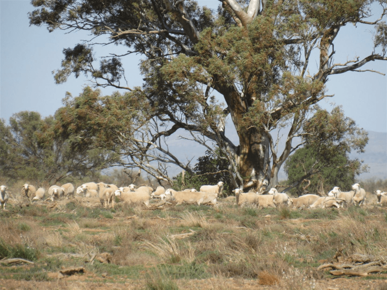 2261 Johnburgh Road, Orroroo, SA 5431