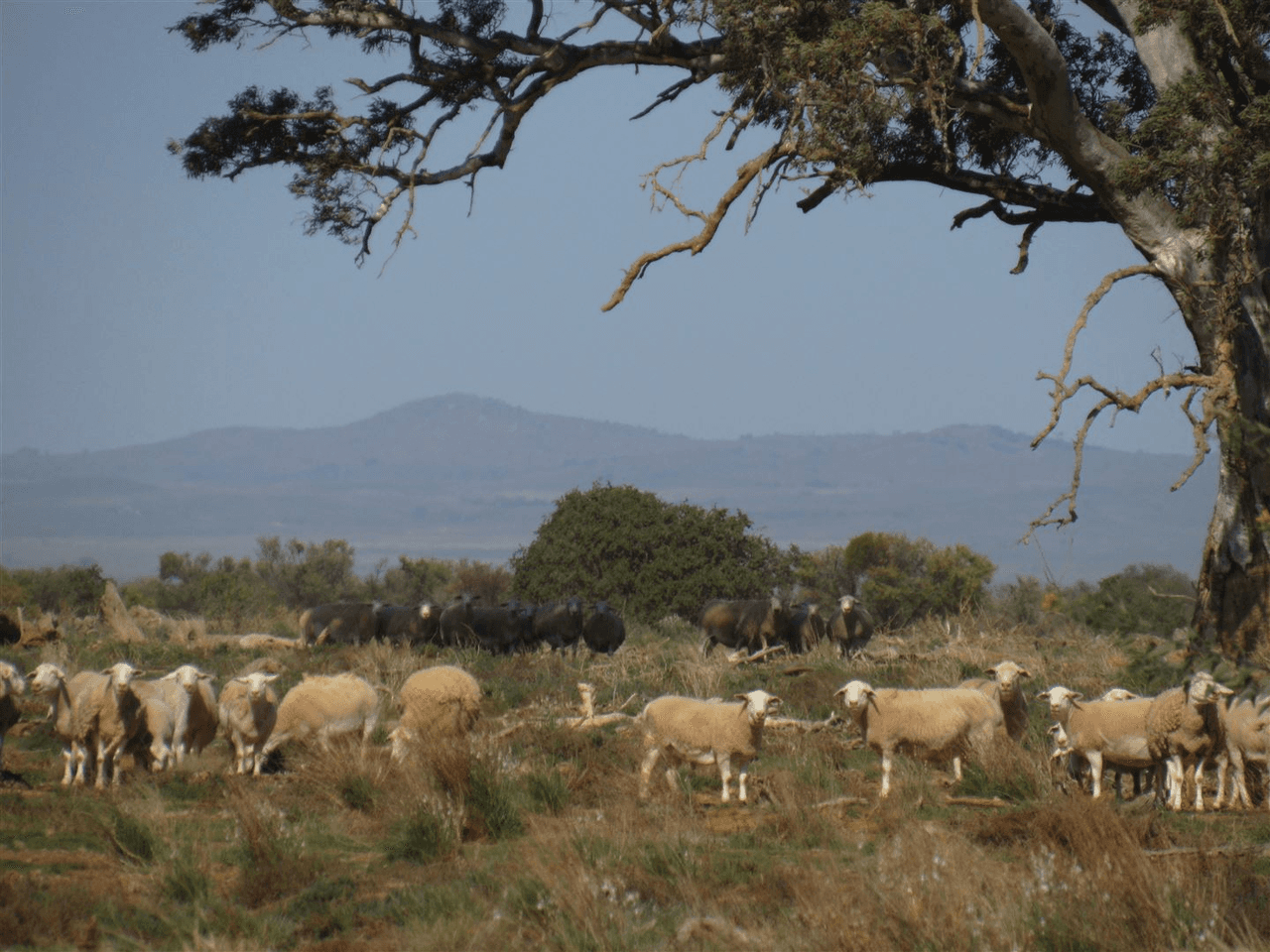 2261 Johnburgh Road, Orroroo, SA 5431