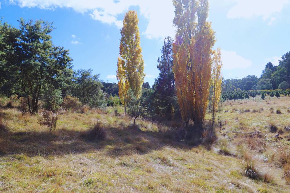 347 Yetholme Drive, Yetholme, NSW 2795
