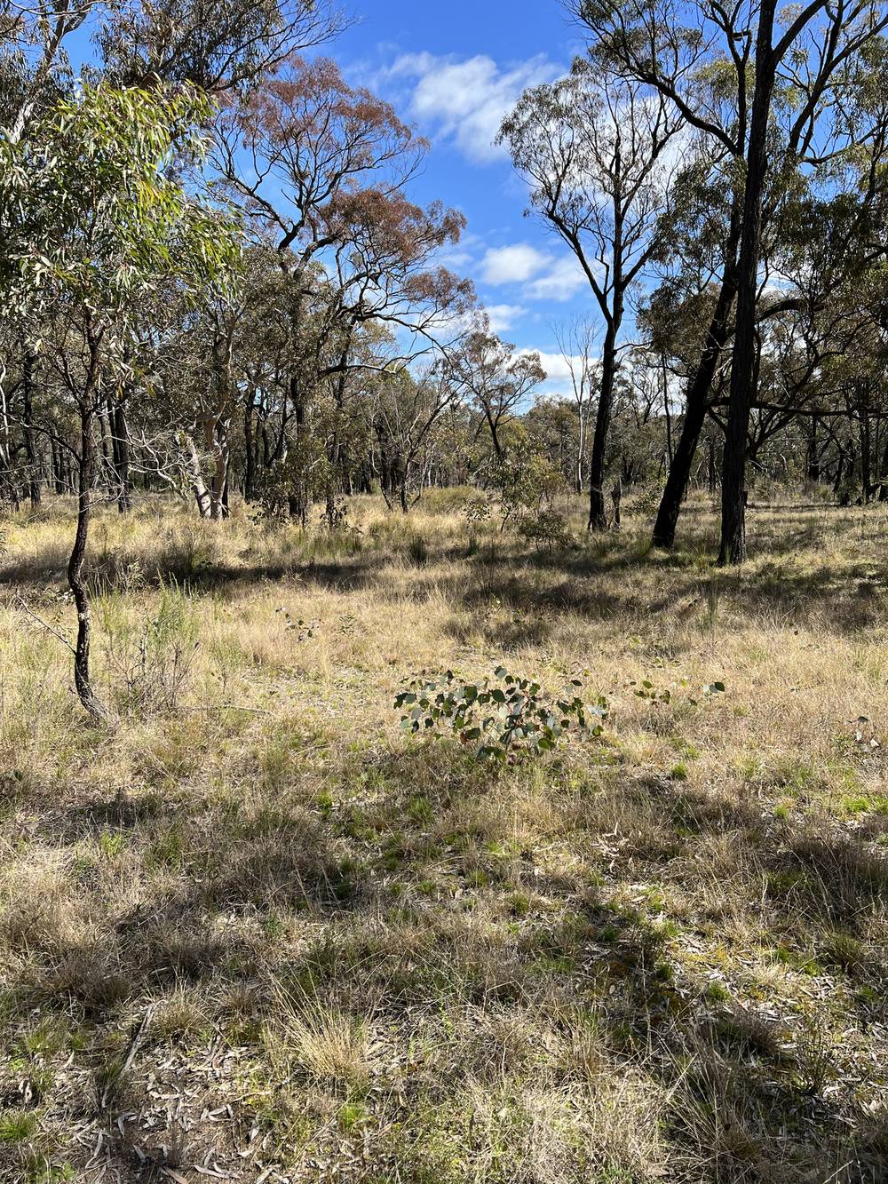 208 Springwood Park Road, GULGONG, NSW 2852