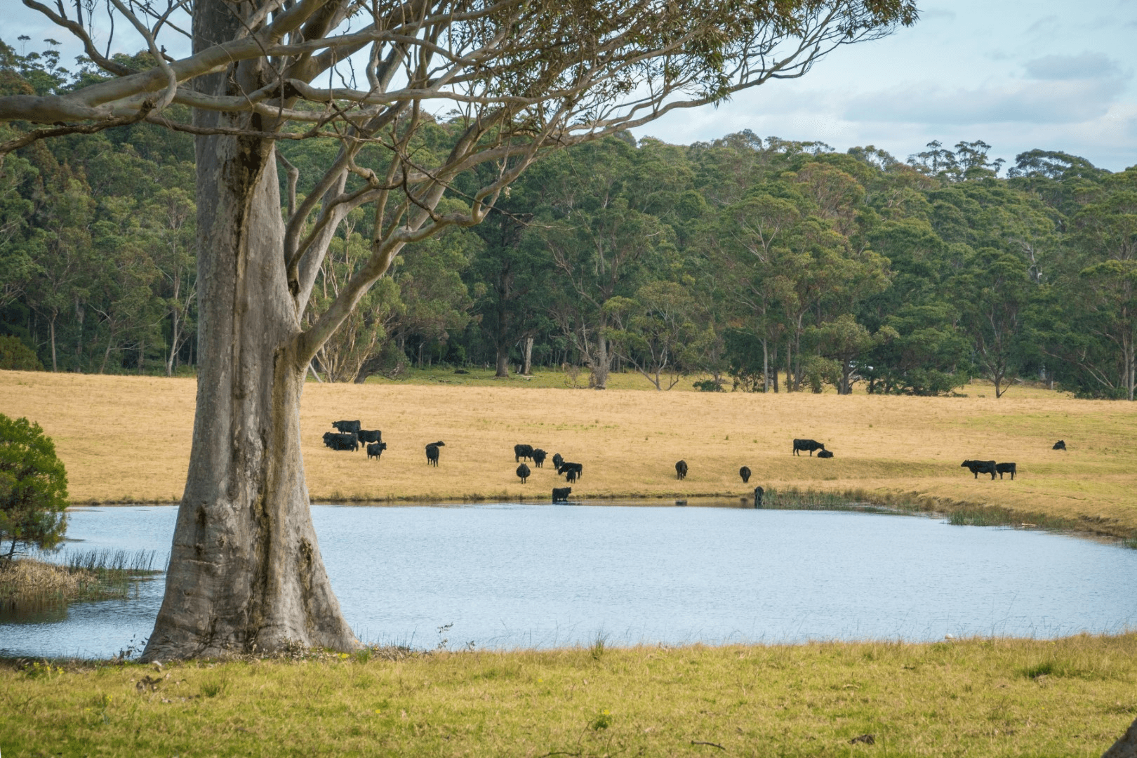 5371 Princes Highway, Bodalla, NSW 2545