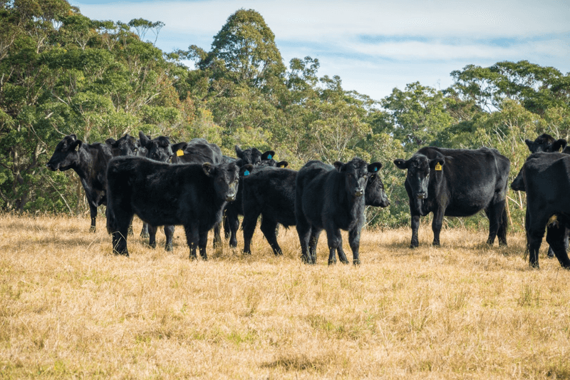 5371 Princes Highway, Bodalla, NSW 2545