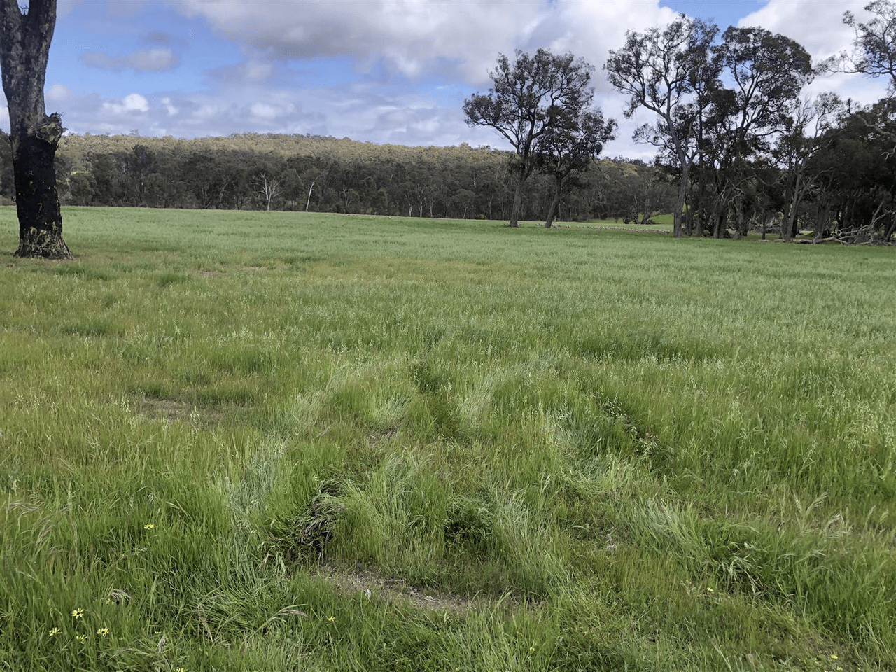 . " Snowdon" Pretty Gully Road, CHOWERUP, WA 6244