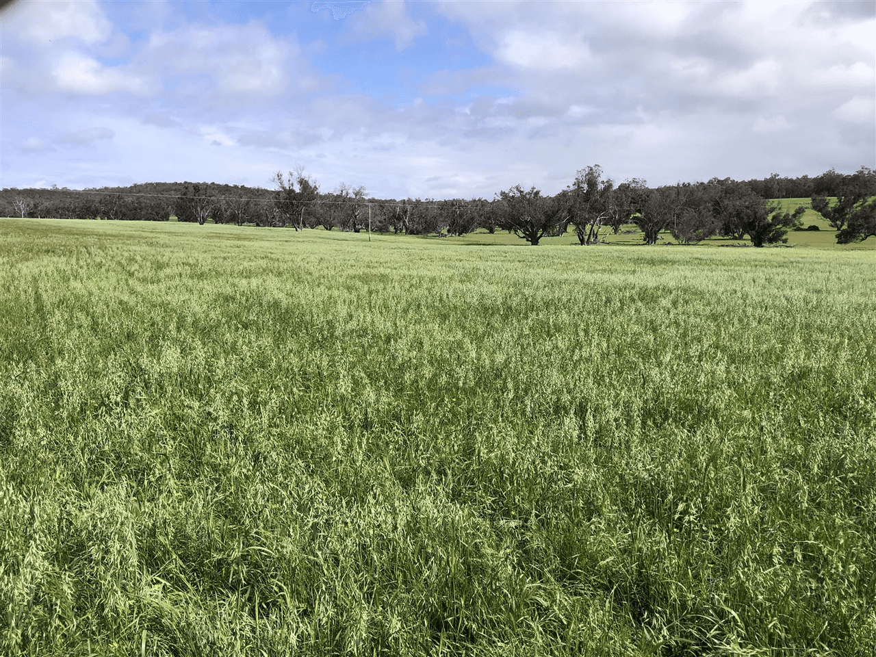 . " Snowdon" Pretty Gully Road, CHOWERUP, WA 6244