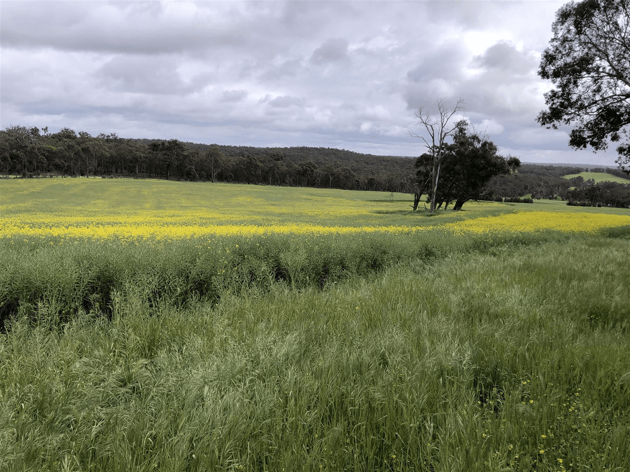 . " Snowdon" Pretty Gully Road, CHOWERUP, WA 6244