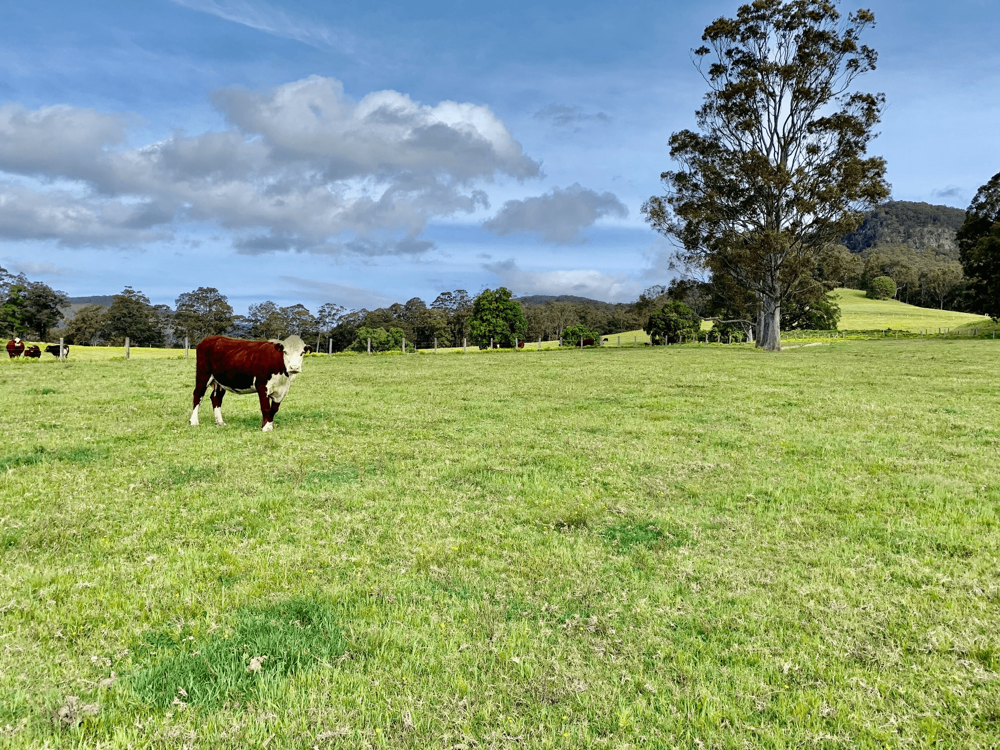 335 Mill Lane, Quorrobolong, NSW 2325