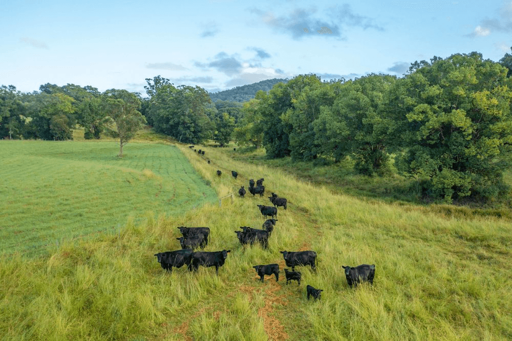 102 Fishers Ridge Rd, MORTONS CREEK, NSW 2446