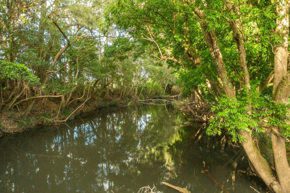 102 Fishers Ridge Rd, MORTONS CREEK, NSW 2446