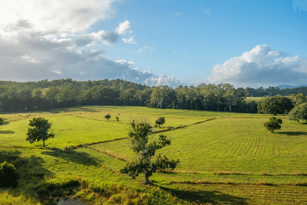 102 Fishers Ridge Rd, MORTONS CREEK, NSW 2446