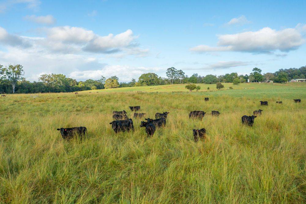 102 Fishers Ridge Rd, MORTONS CREEK, NSW 2446