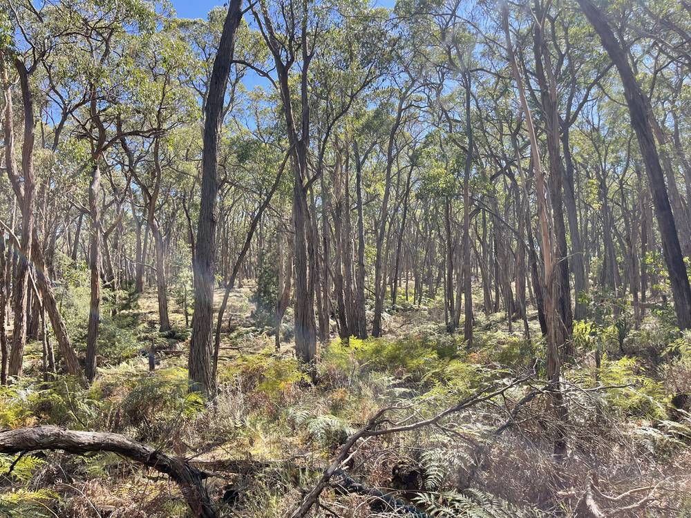 Pittong-Snake Valley Road, Snake Valley, VIC 3351