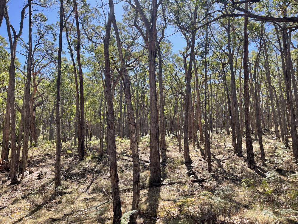 Pittong-Snake Valley Road, Snake Valley, VIC 3351