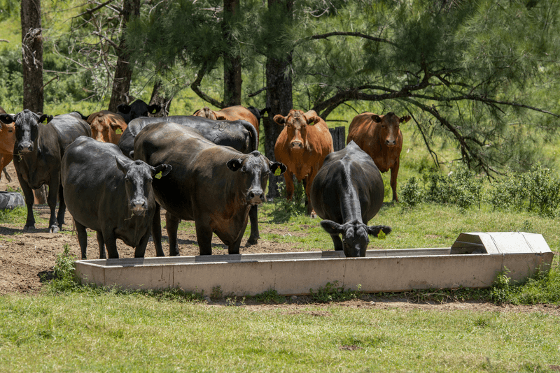 1128 Back Creek Road, UPPER HORTON, NSW 2347