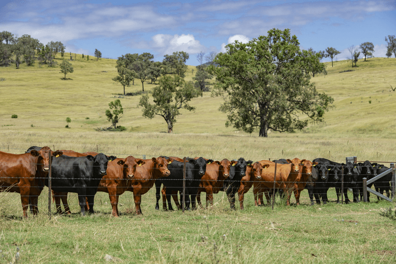 1128 Back Creek Road, UPPER HORTON, NSW 2347