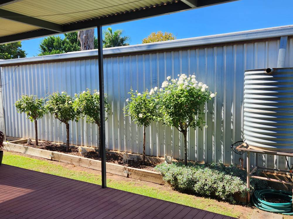 3 WILLANS STREET, NARRANDERA, NSW 2700