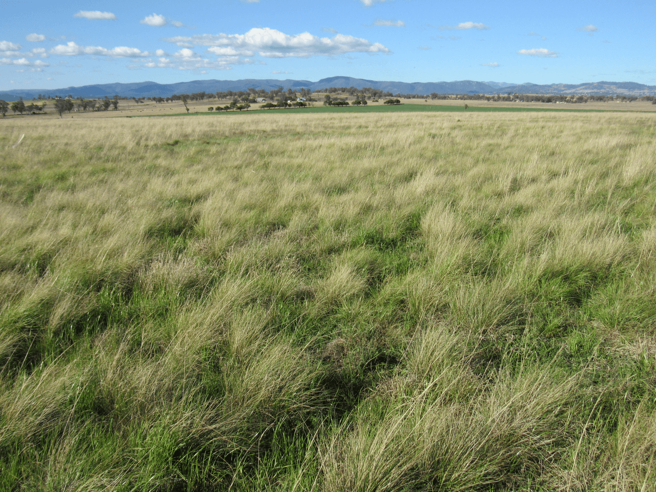 89 Soldiers Settlement Road, Bective, NSW 2340