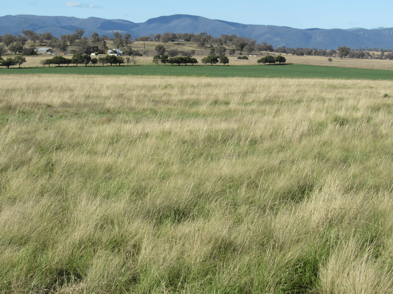 89 Soldiers Settlement Road, Bective, NSW 2340