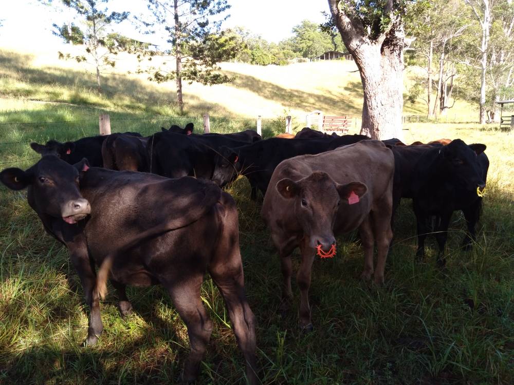 71 SUNDOWNER ROAD, BAKERS CREEK, NSW 2447