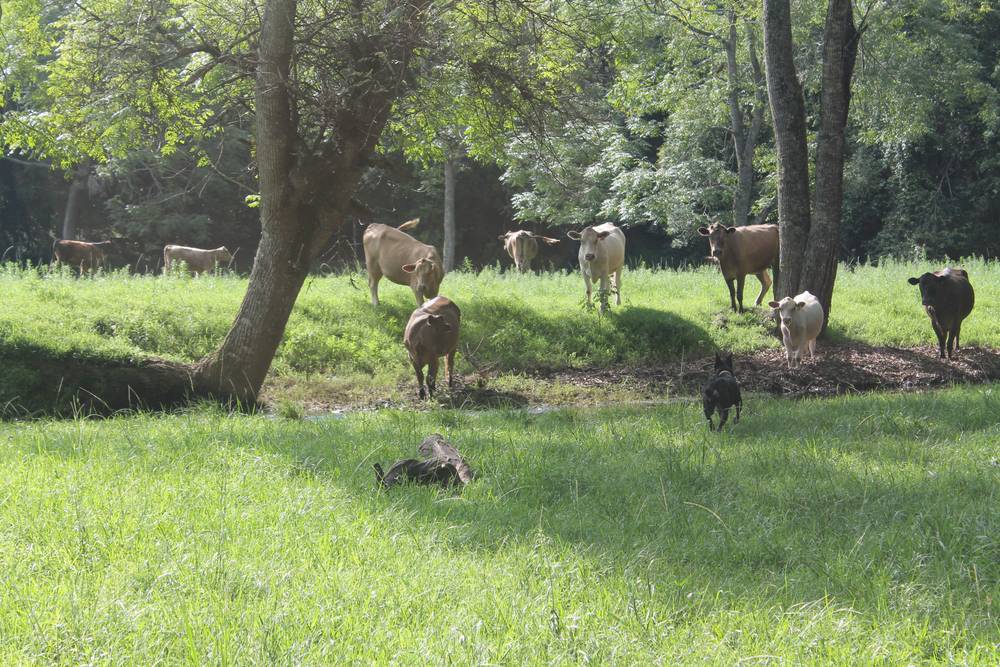 71 SUNDOWNER ROAD, BAKERS CREEK, NSW 2447