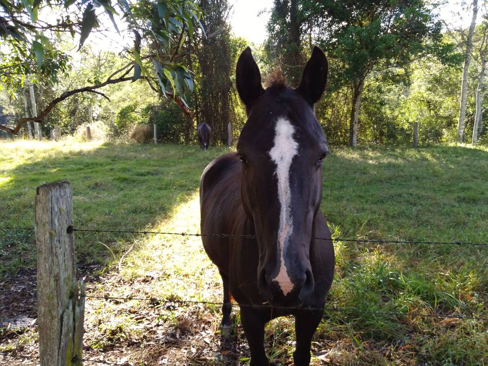 71 SUNDOWNER ROAD, BAKERS CREEK, NSW 2447