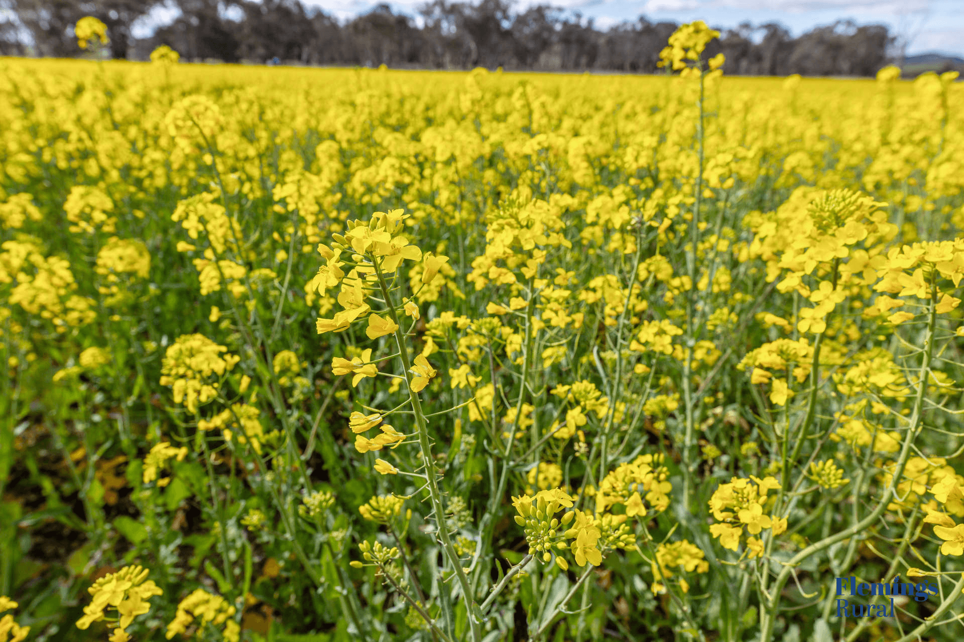 482 Rugby Road, Boorowa, NSW 2586