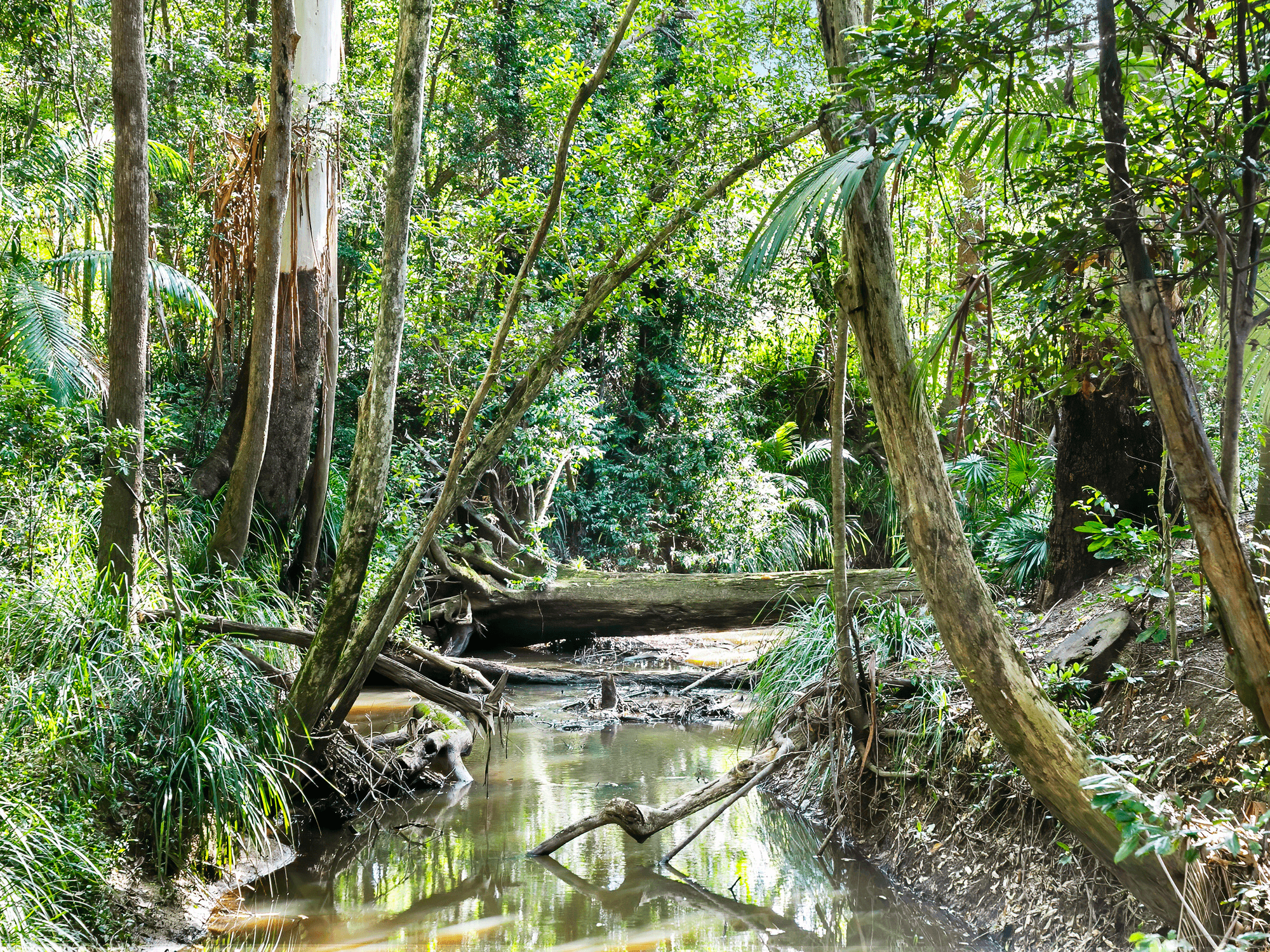824 Eumundi Noosa Road, DOONAN, QLD 4562