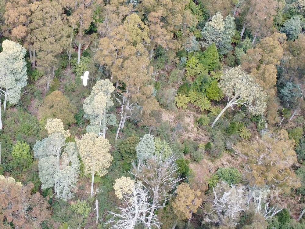 141 Tiers View Road, Golden Valley, TAS 7304