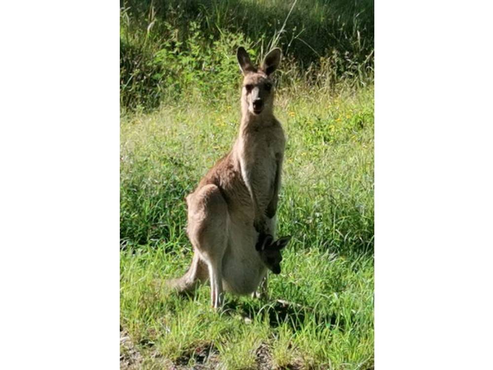 1028 East Bank Road, NANA GLEN, NSW 2450