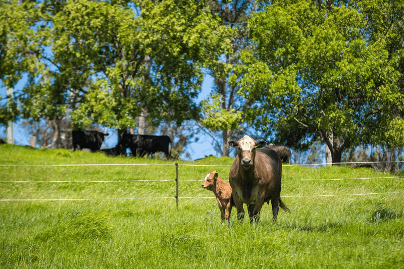 1043 Eurobodalla Road, Eurobodalla, NSW 2545