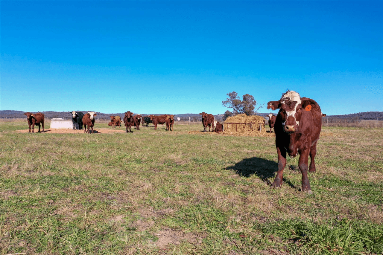 'Doona' 2989 Neilrex Rd, Coolah, NSW 2843