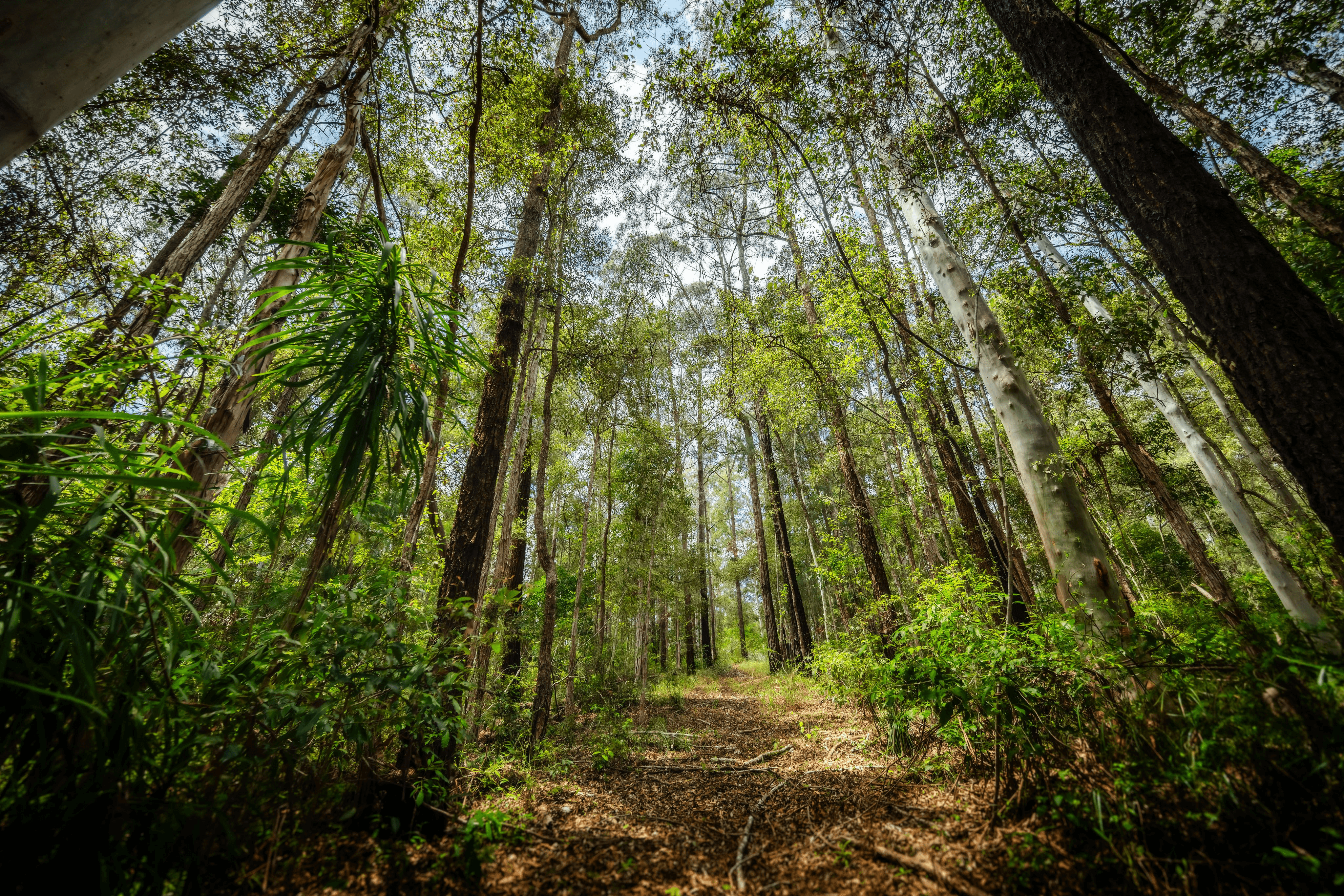 78 PULSFORD PLACE, FERNMOUNT, NSW 2454