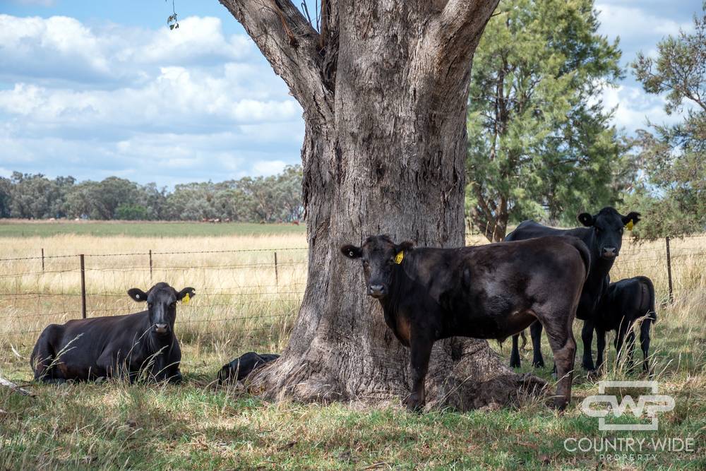1975 Nullamanna Road, INVERELL, NSW 2360