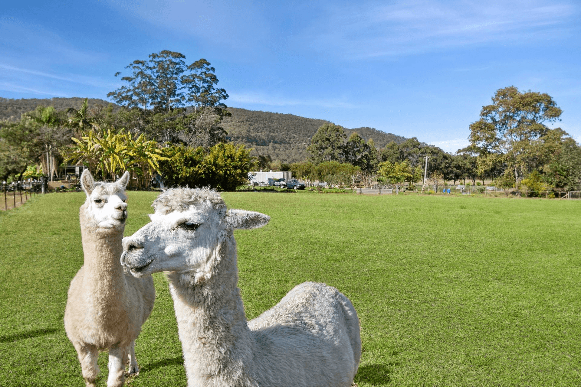 499 Singleton Road, Laughtondale, NSW 2775