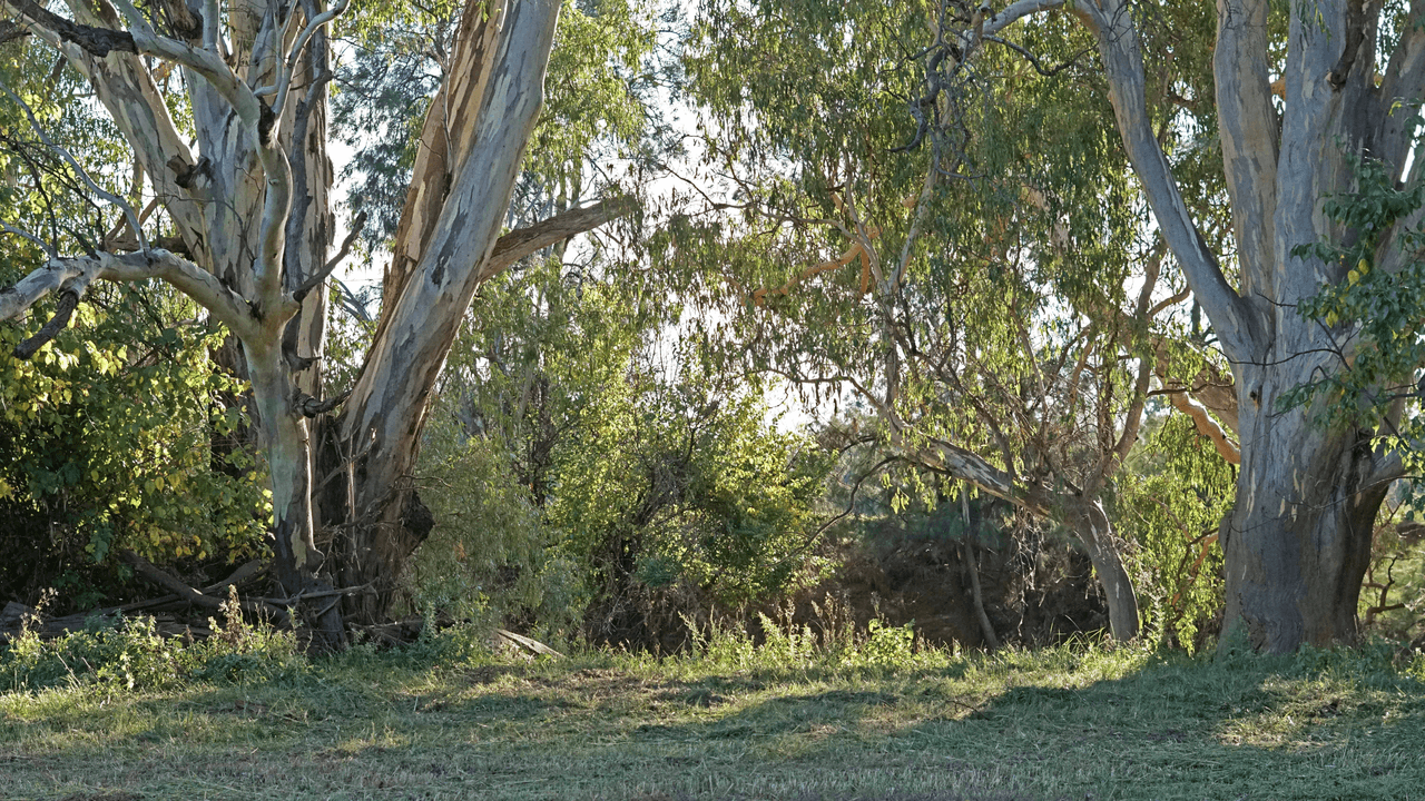 Warrul Road, FORBES, NSW 2871