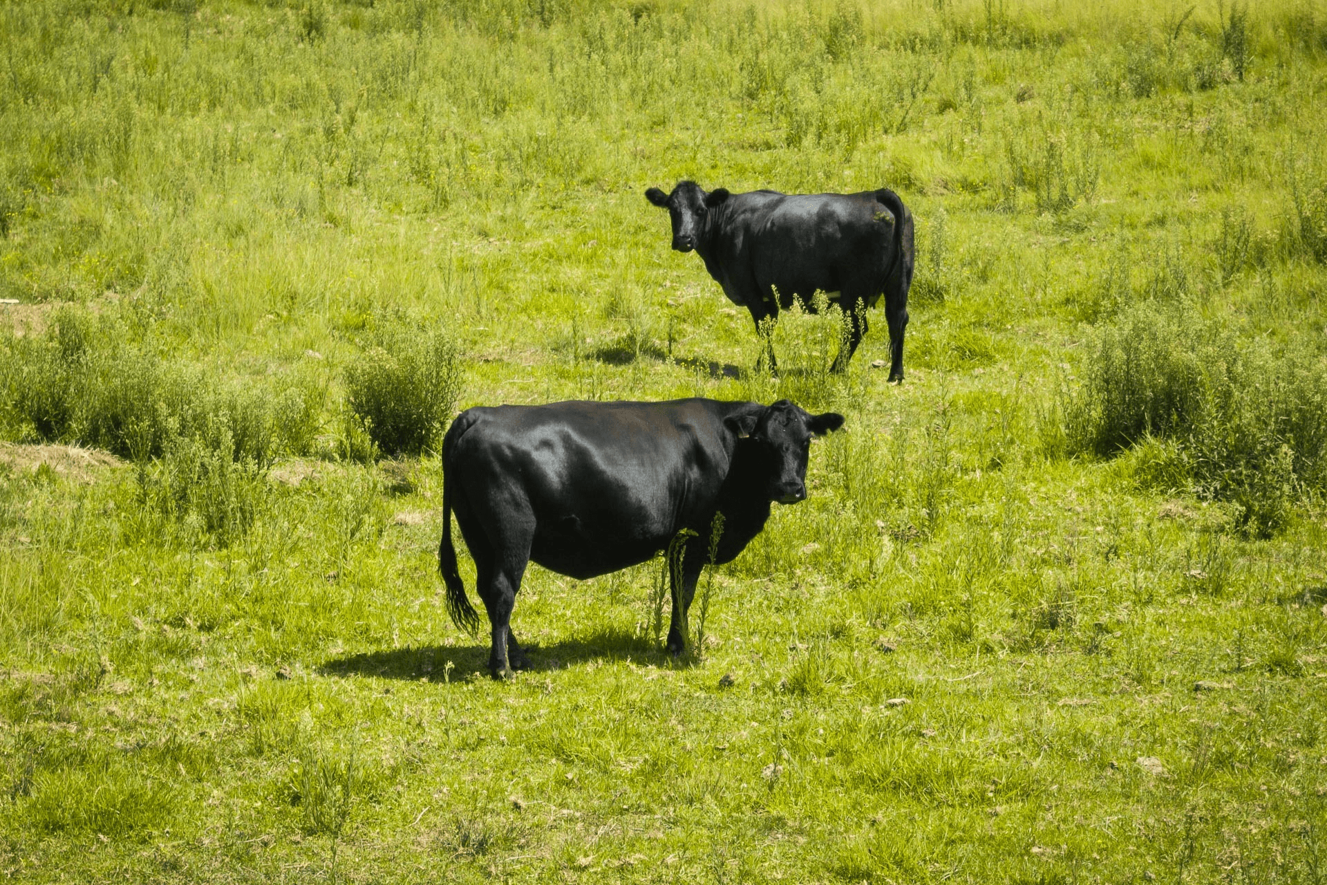 1834 Myrtle Mountain Road, Candelo, NSW 2550