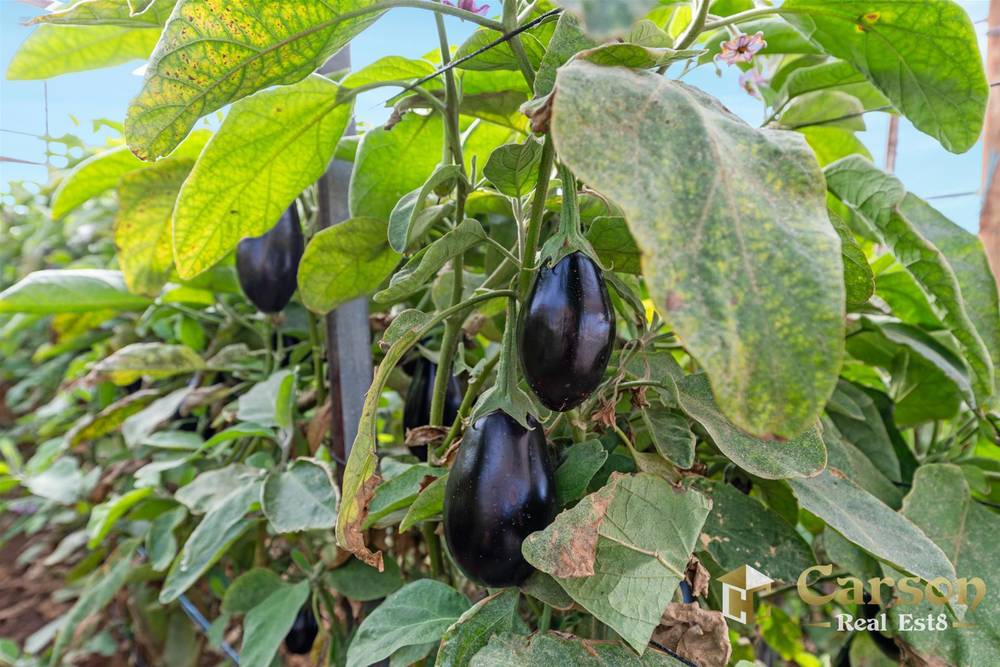 123 McEvoy Road, Waterloo Corner, SA 5110