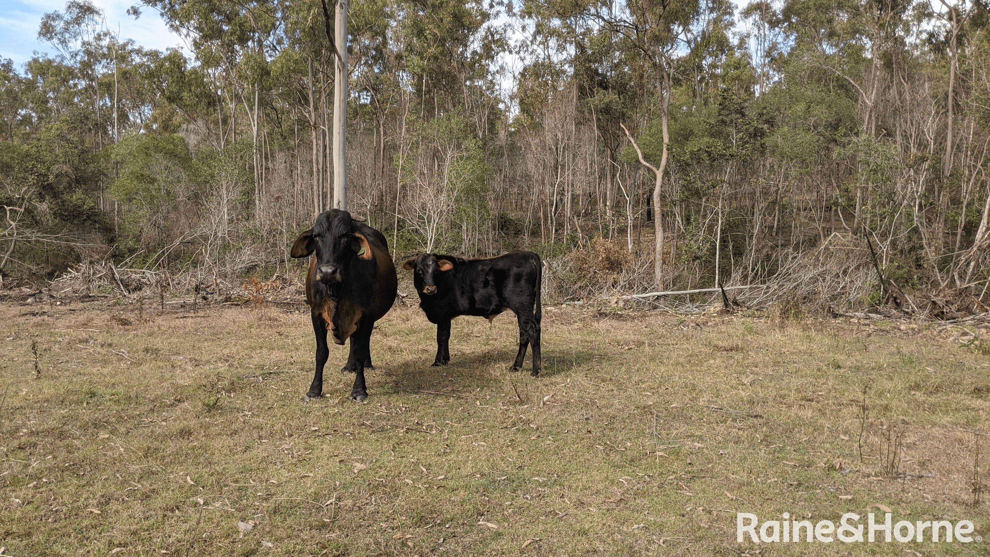 Lot 38 Tenningering Road, GOOD NIGHT, QLD 4671