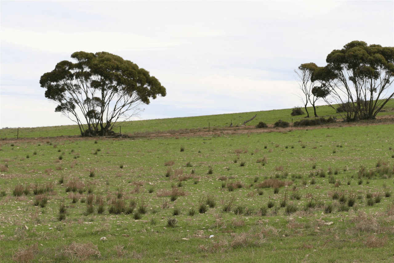 Various Lots Rocky Plains Road, Robertstown, SA 5381