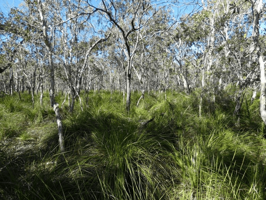 Lot 4  Fingerfield Road, RULES BEACH, QLD 4674