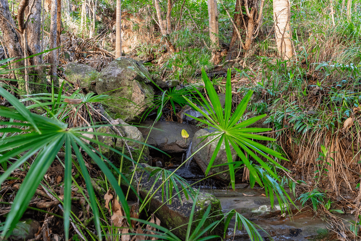 6 Forest Rise Court, Buderim, QLD 4556