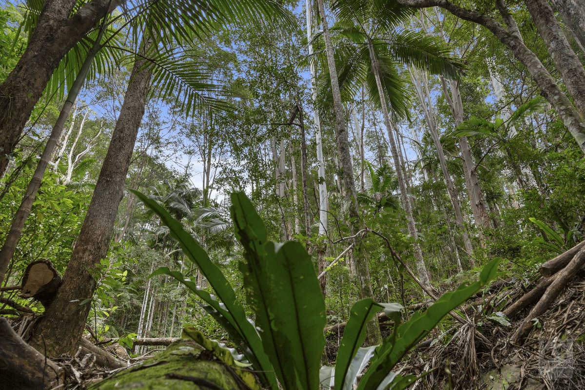 Booka Road, Upper Crystal Creek, NSW 2484