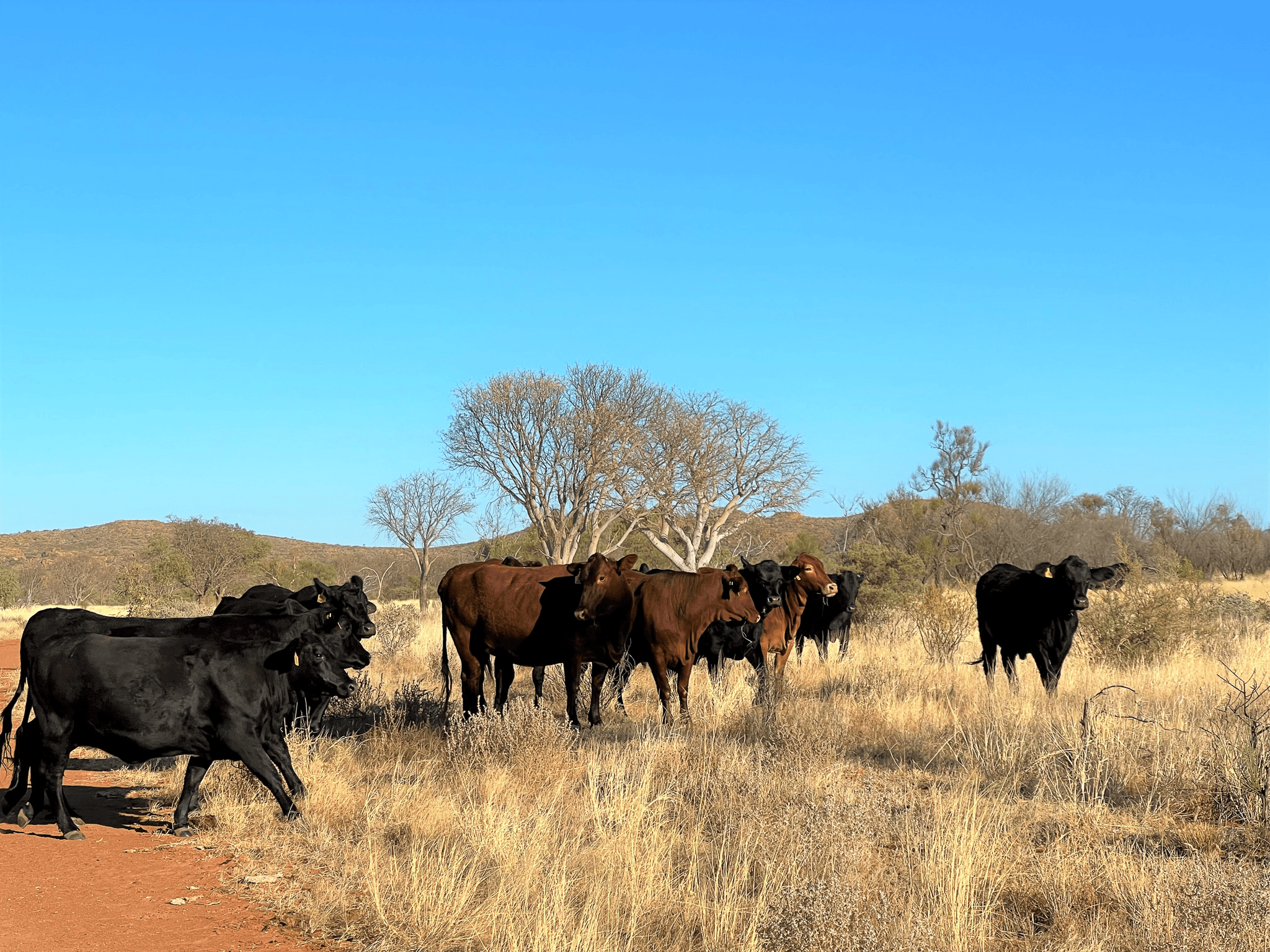 Aileron Station and Oolloo Farm Stuart Highway, ANMATJERE, NT 0872