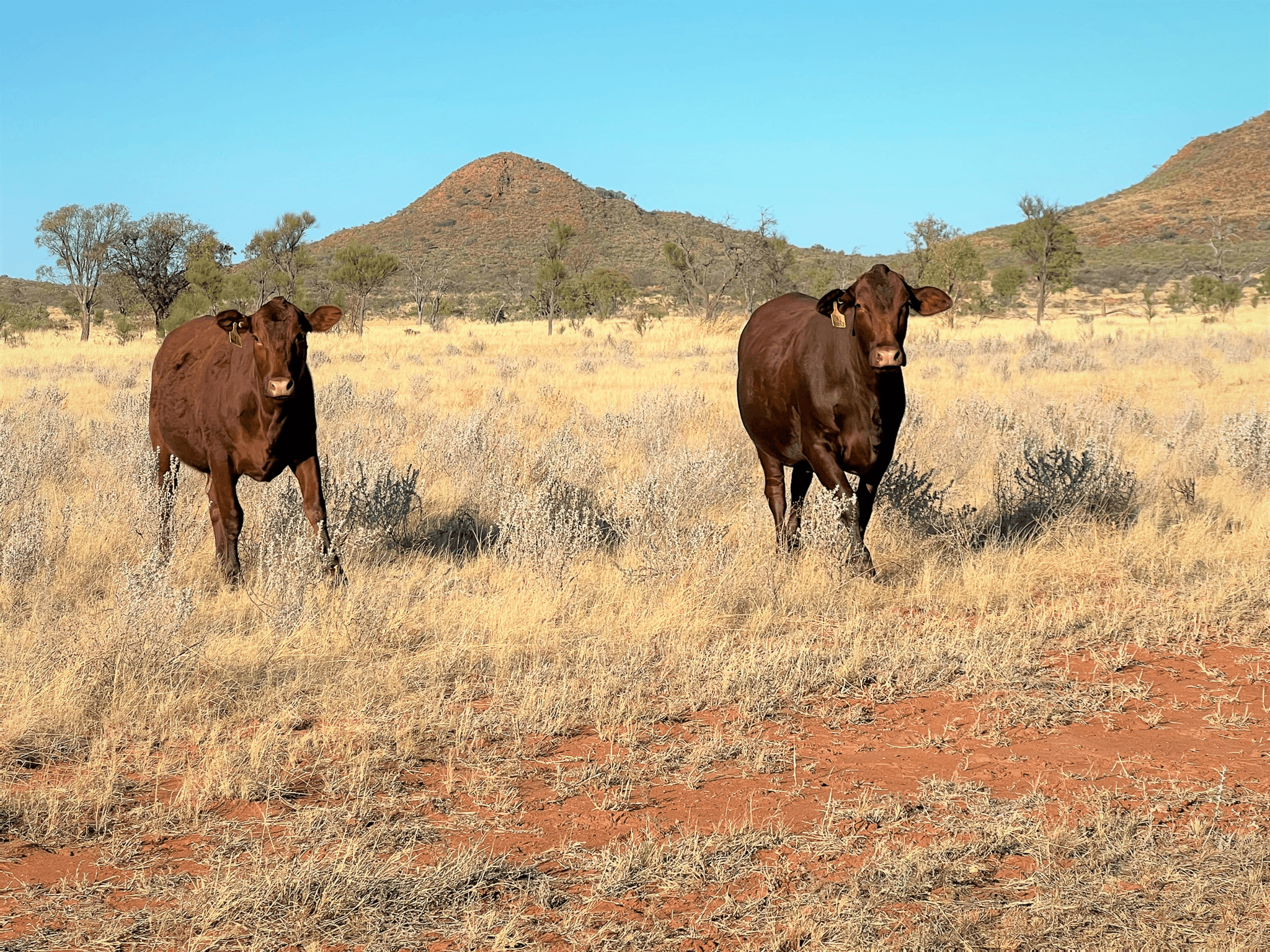 Aileron Station and Oolloo Farm Stuart Highway, ANMATJERE, NT 0872