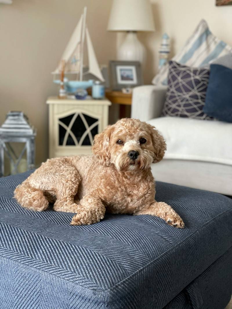 Lot 91 Harlin Street, ORMEAU HILLS, QLD 4208